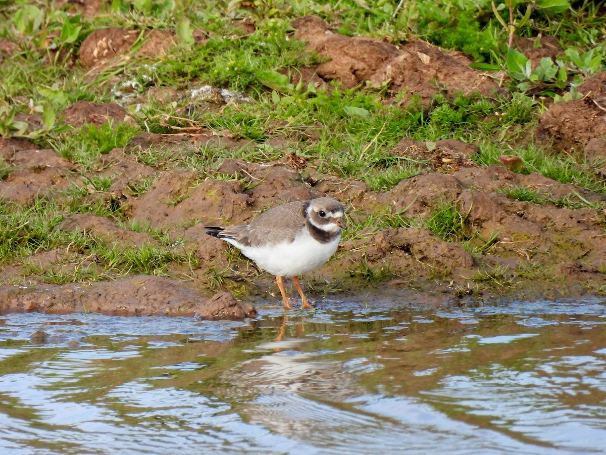 Common Ringed Plover - ML456175891