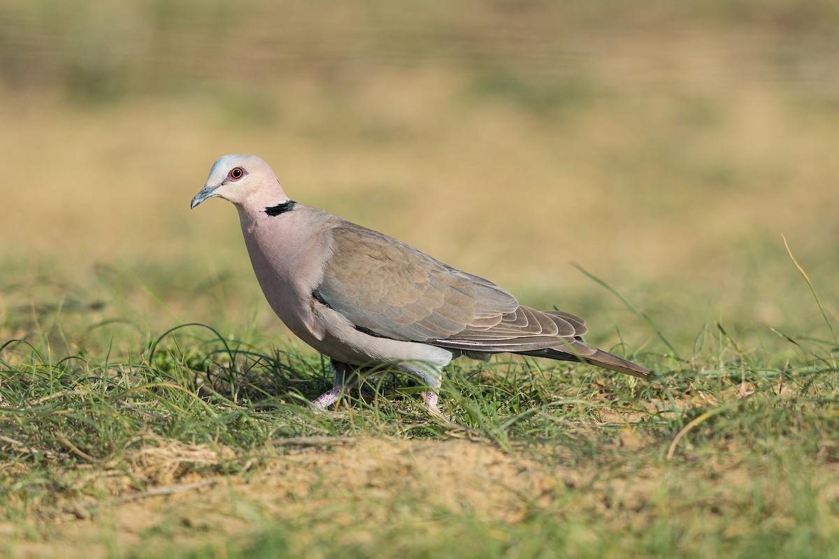 Red-eyed Dove - ML456179781