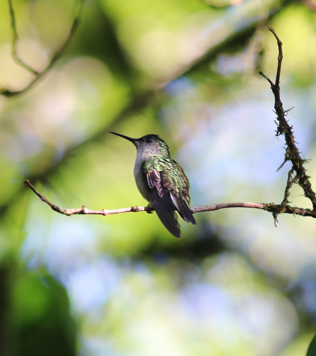 Black-bellied Hummingbird - ML456182631