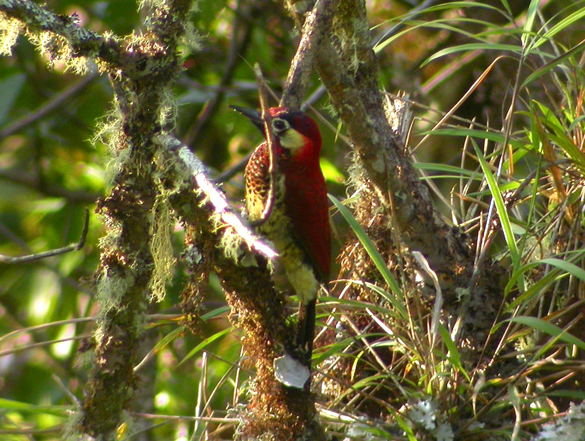 Crimson-mantled Woodpecker - Nigel Voaden