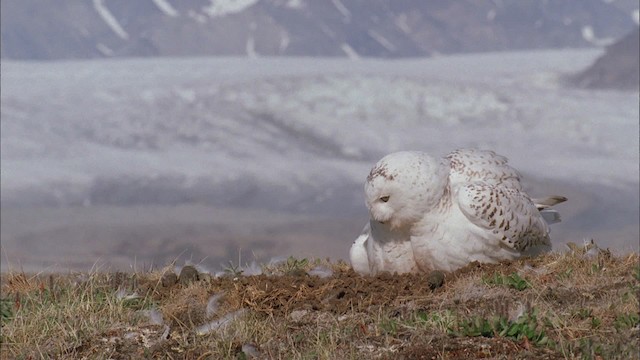 Snowy Owl - ML456185