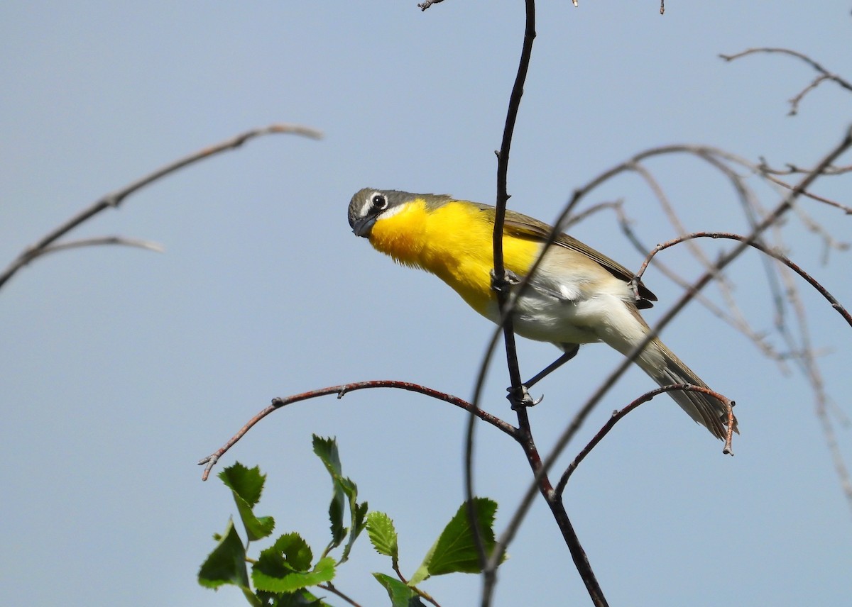 Yellow-breasted Chat - ML456185201