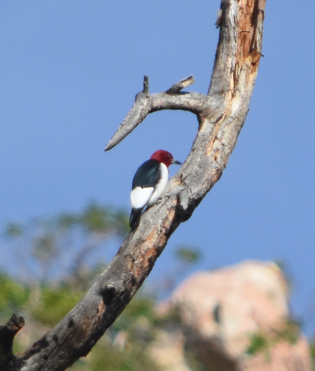 Red-headed Woodpecker - Rob Cassady