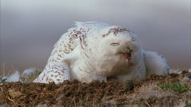 Snowy Owl - ML456189