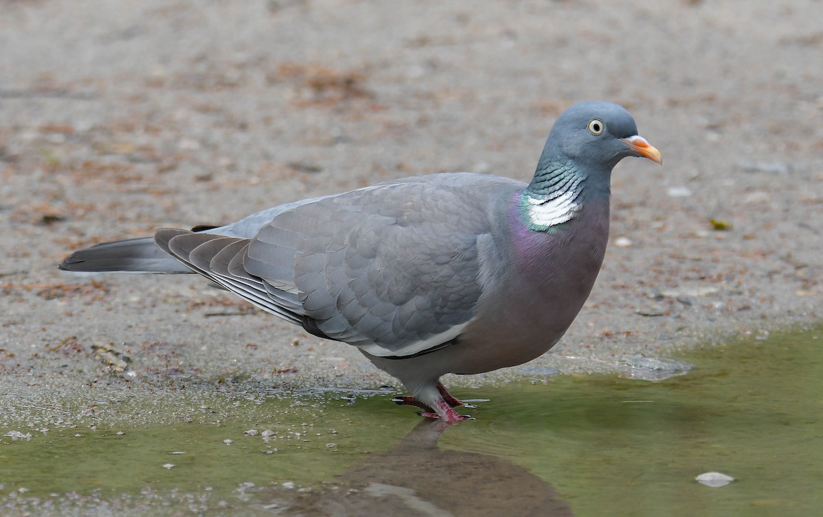 Common Wood-Pigeon - ML456189081