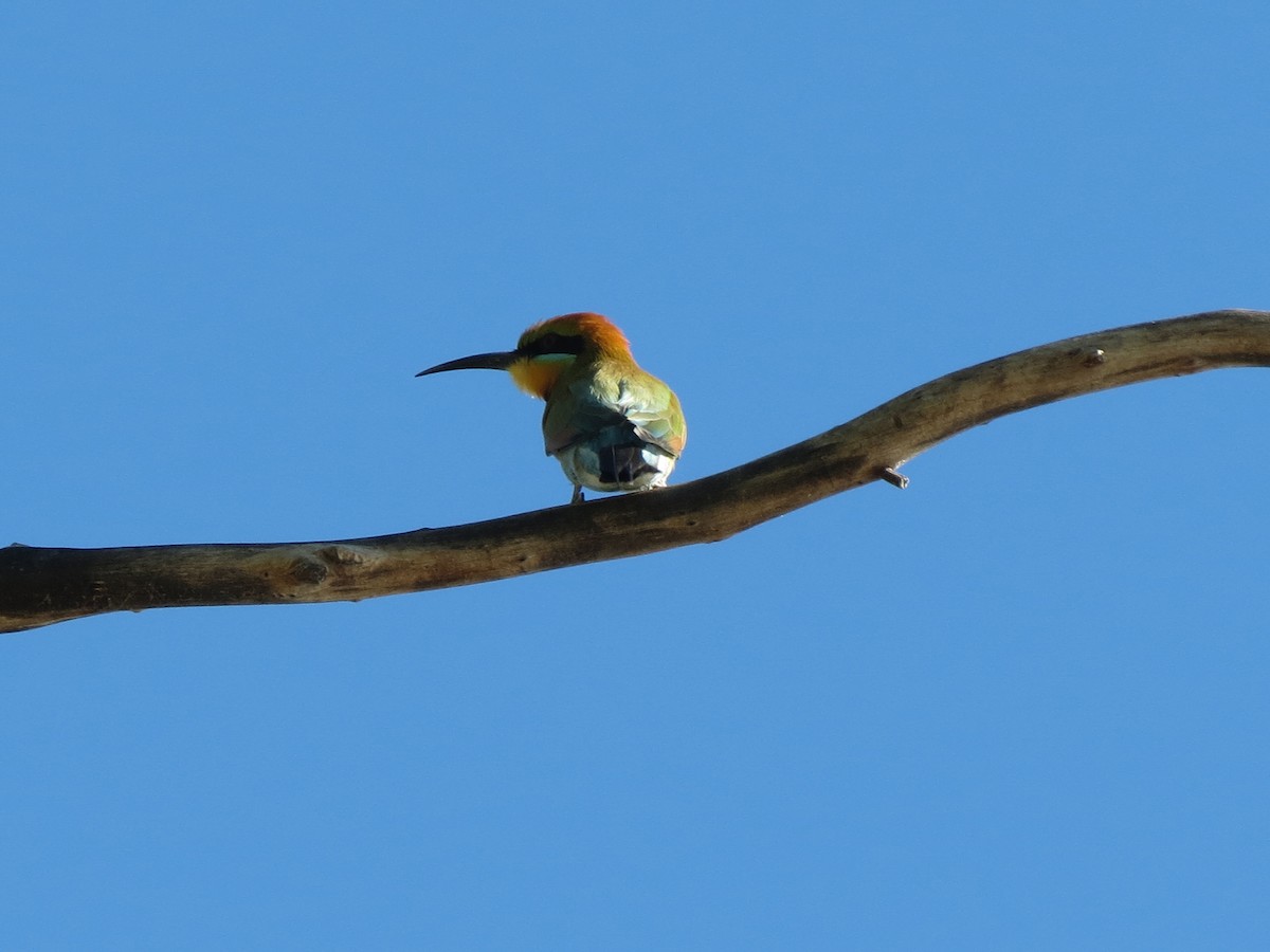 Rainbow Bee-eater - ML456189891