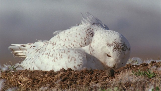 Snowy Owl - ML456190