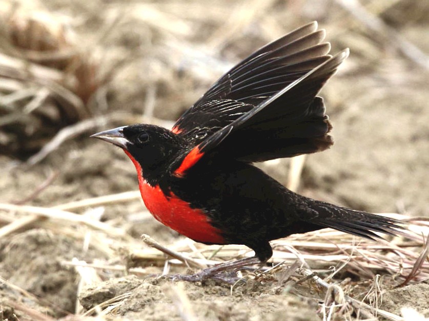 Red-breasted Meadowlark - Tom Murray