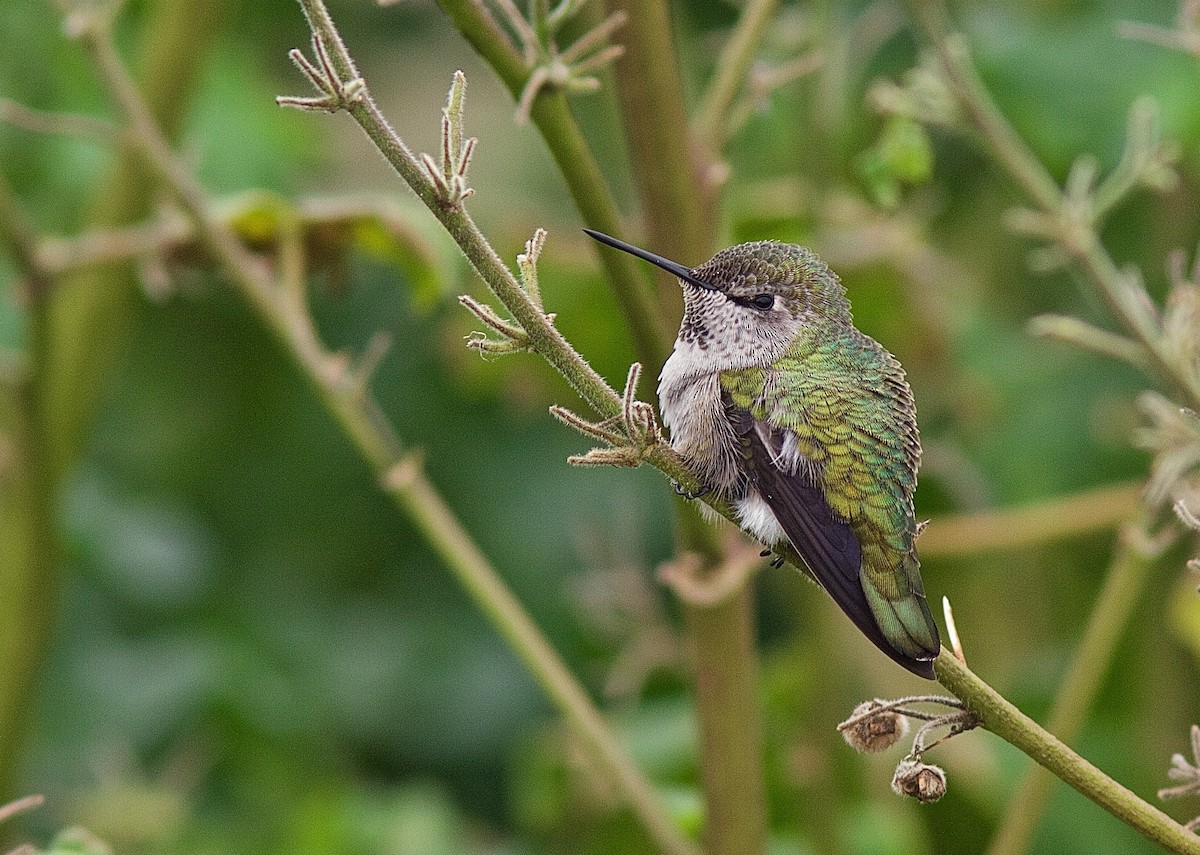 Anna's Hummingbird - ML45619261