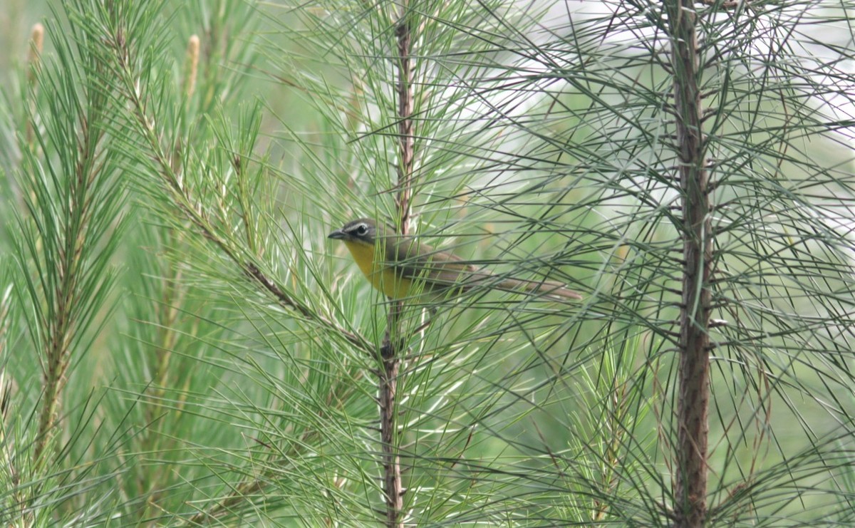 Yellow-breasted Chat - ML456194871