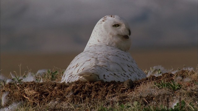Snowy Owl - ML456195