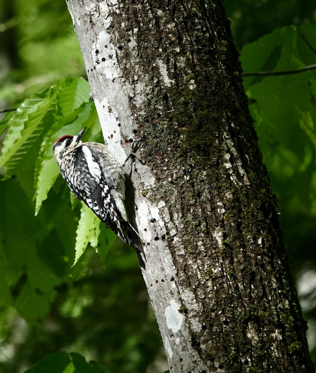 Yellow-bellied Sapsucker - Jeanne-Marie Maher