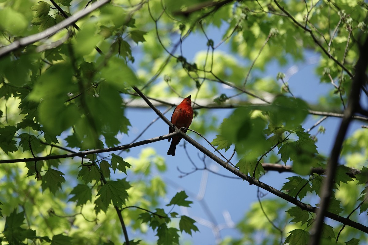 Scarlet Tanager - Jeanne-Marie Maher