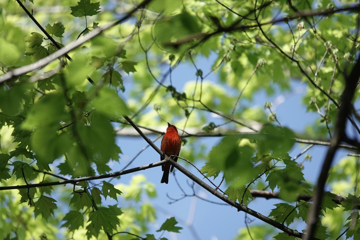 Scarlet Tanager - ML456195371