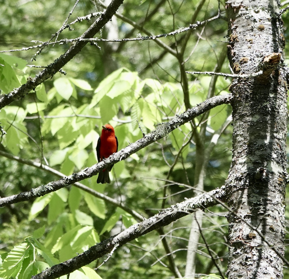 Scarlet Tanager - ML456196031