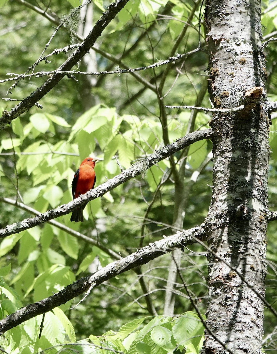 Scarlet Tanager - ML456196041