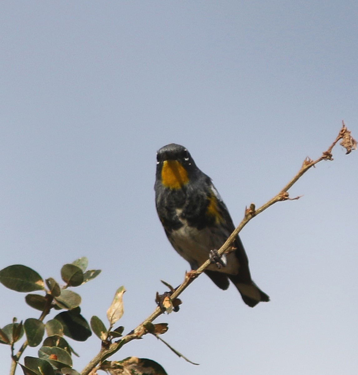 Yellow-rumped Warbler (Audubon's) - ML456196631