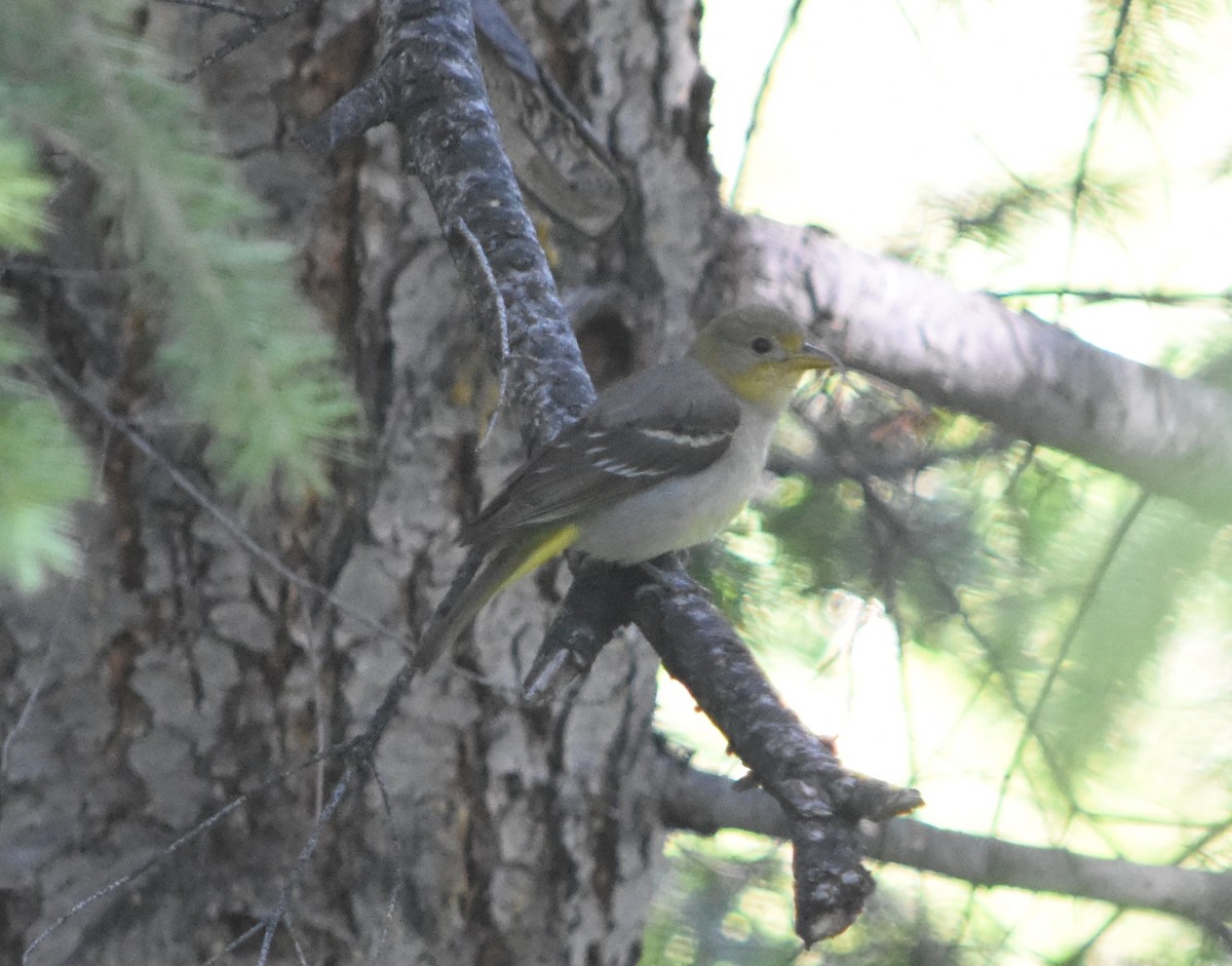 Western Tanager - ML456198651