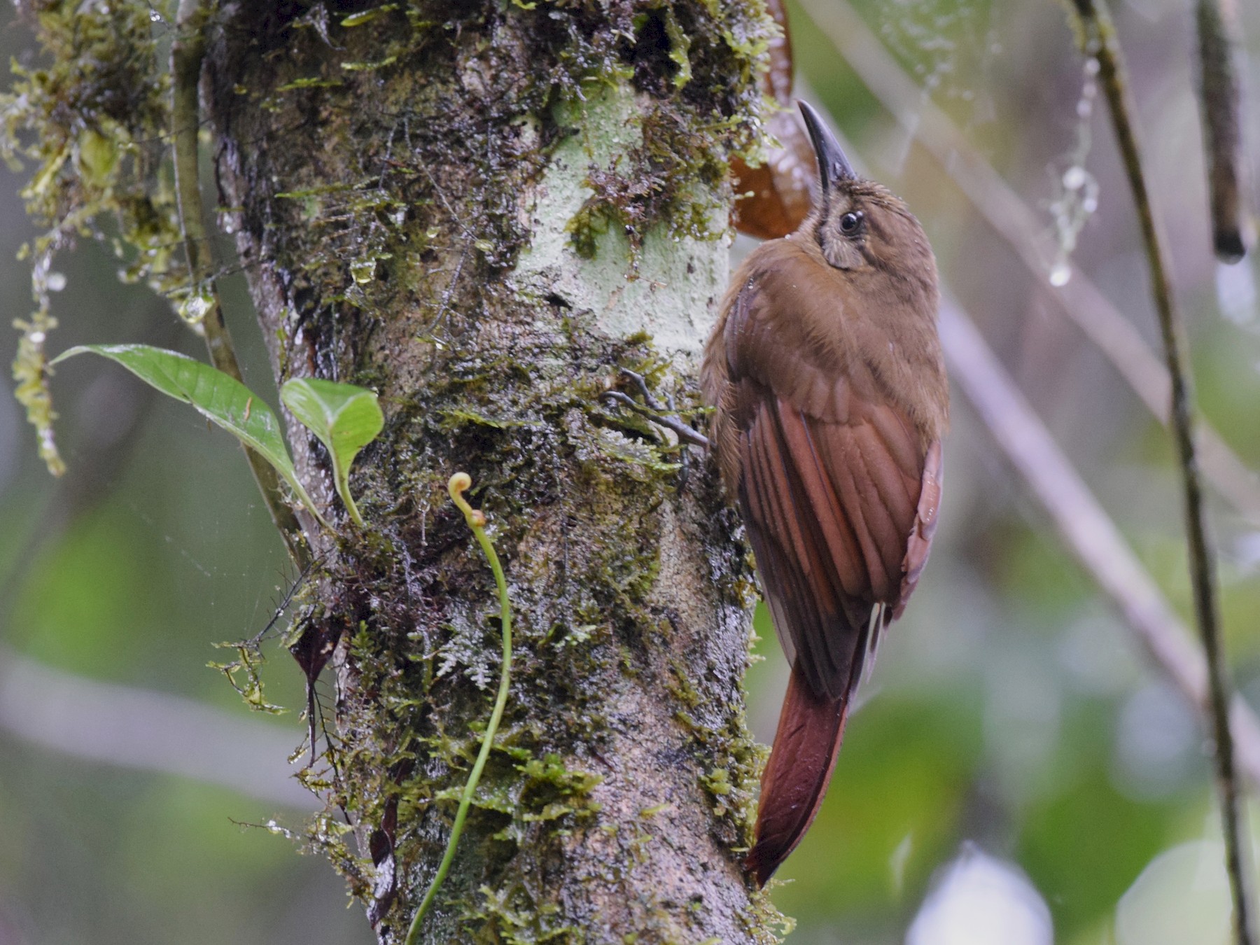 Plain-brown Woodcreeper - Andy Reago &  Chrissy McClarren