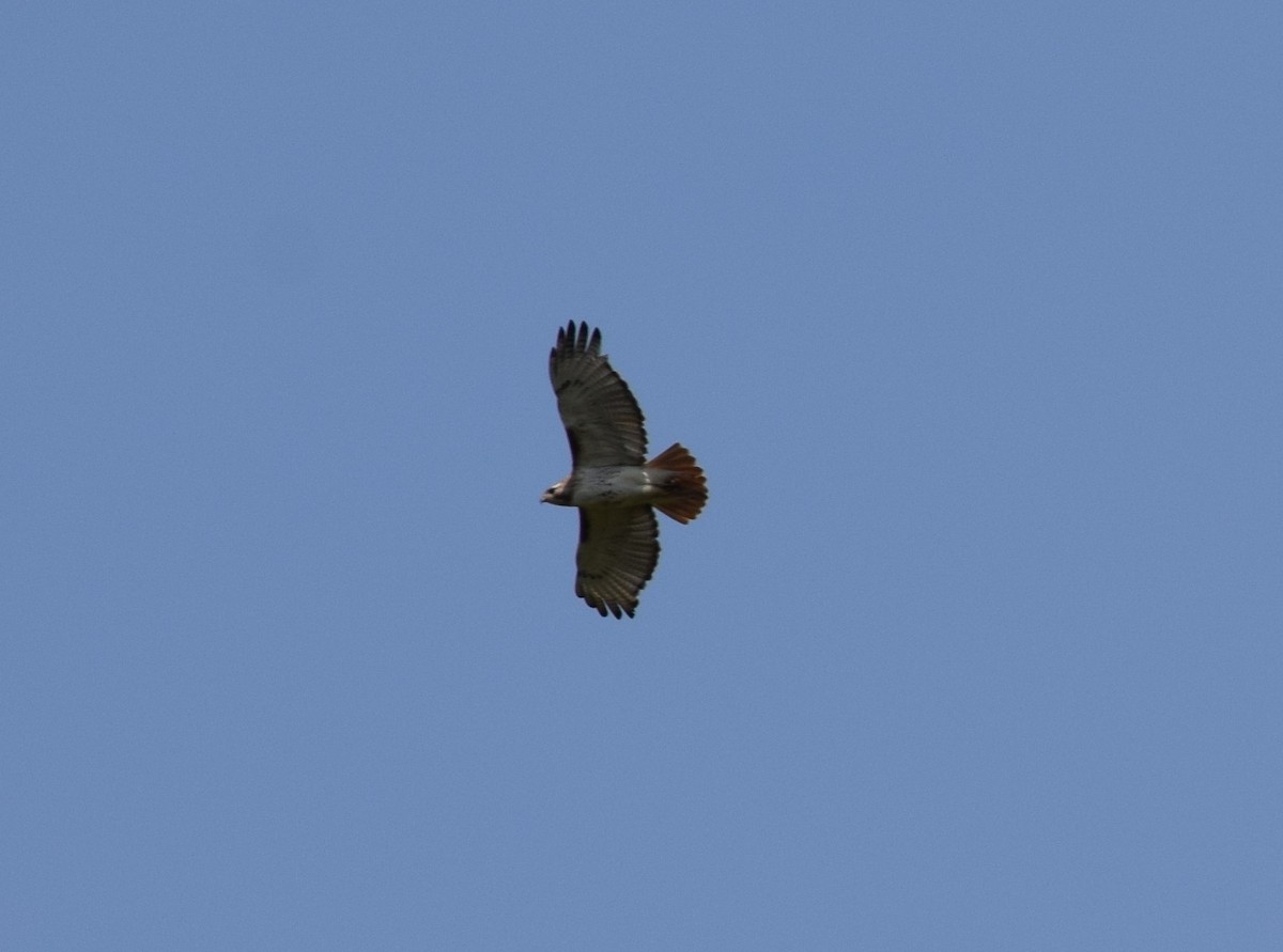 Red-tailed Hawk - ML456205251