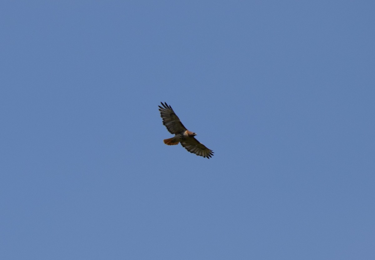 Red-tailed Hawk - ML456205261