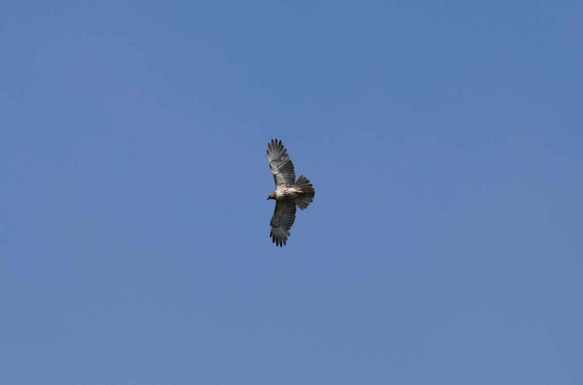 Red-tailed Hawk - ML456205281