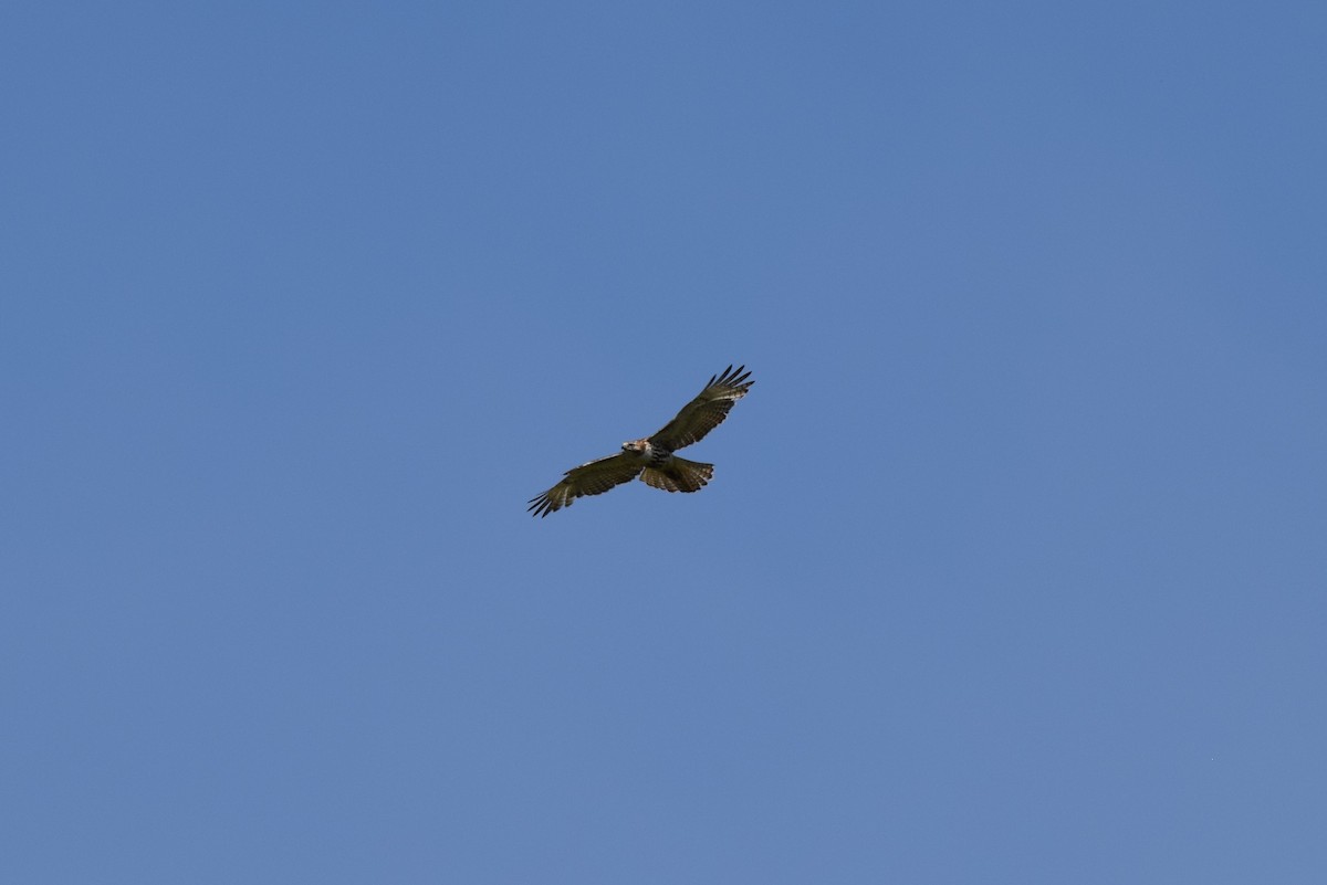 Red-tailed Hawk - ML456205291