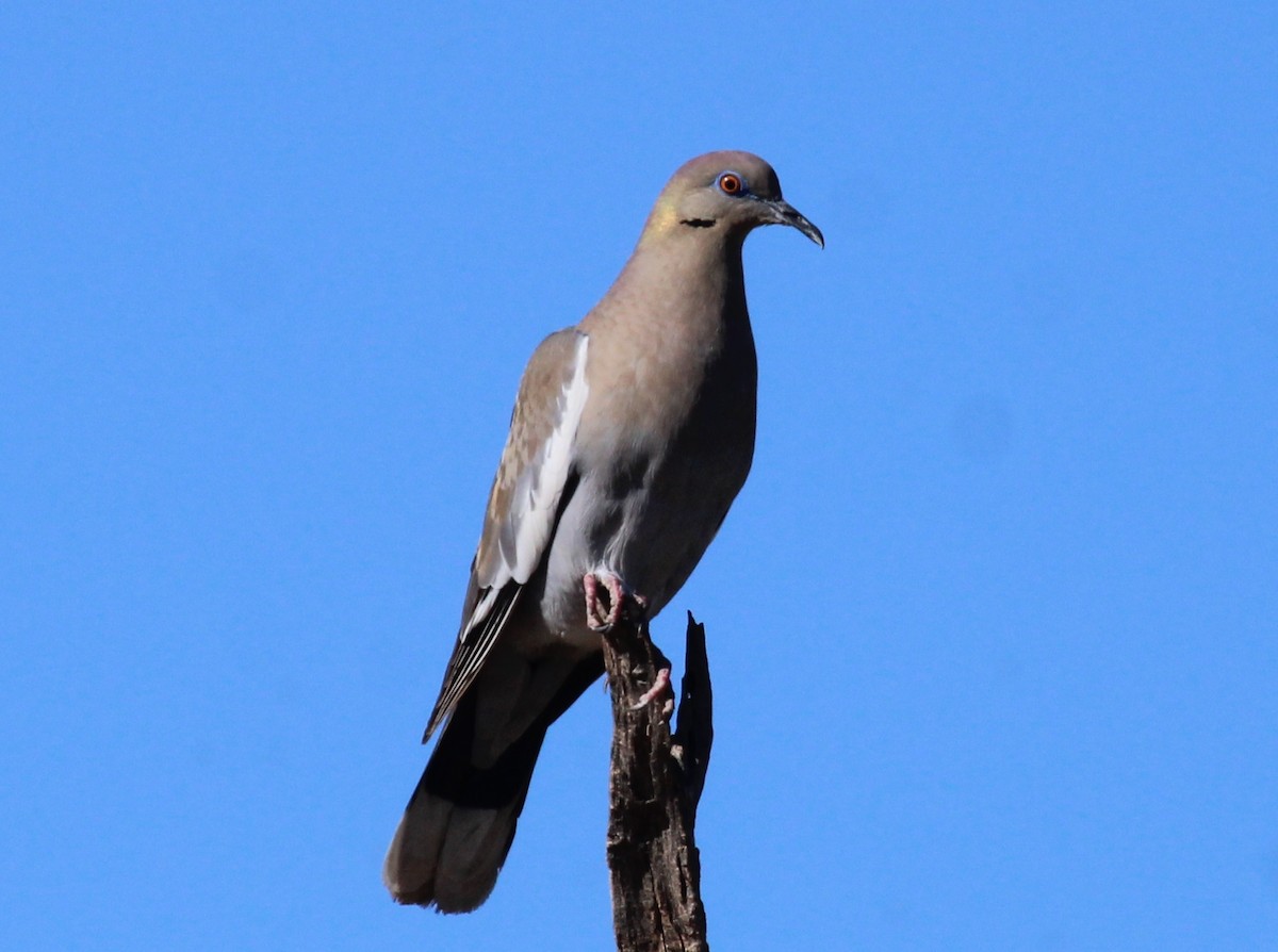White-winged Dove - ML456210171