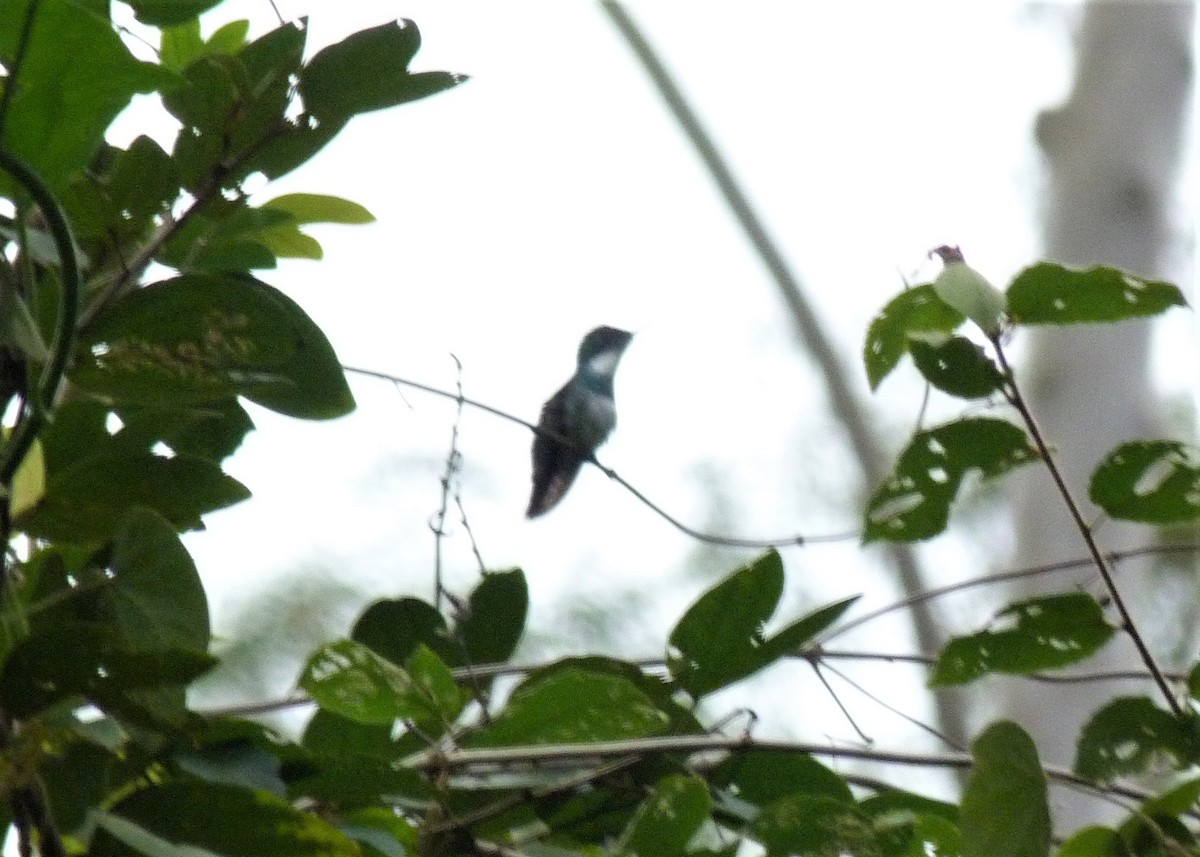 White-throated Hummingbird - ML456210931