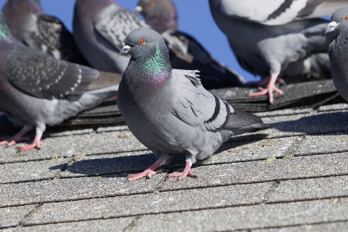 Rock Pigeon (Feral Pigeon) - ML45621131