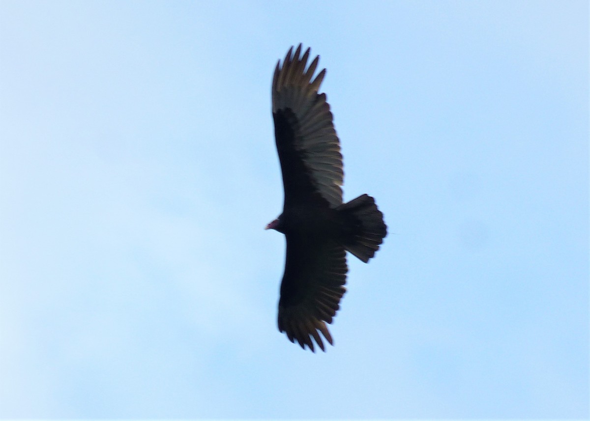 Turkey Vulture - ML456211751