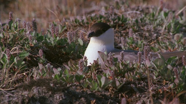 Long-tailed Jaeger - ML456214