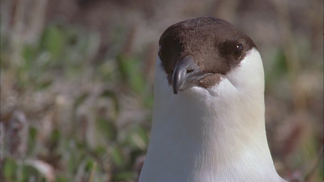 Long-tailed Jaeger - ML456218