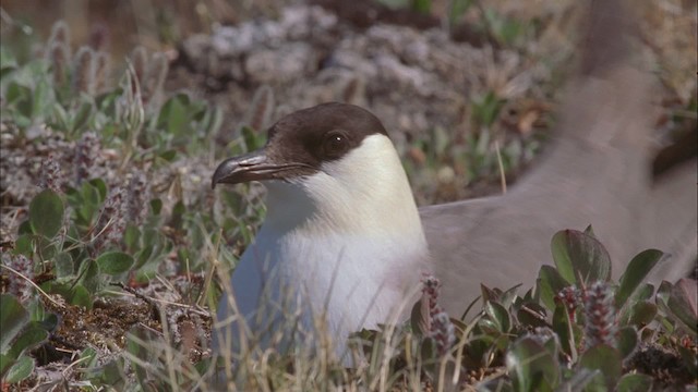 Long-tailed Jaeger - ML456219