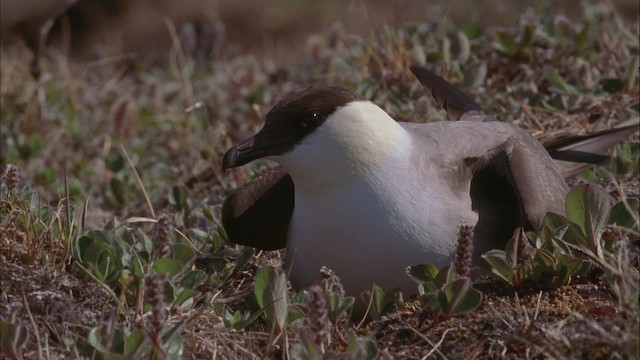 Long-tailed Jaeger - ML456221