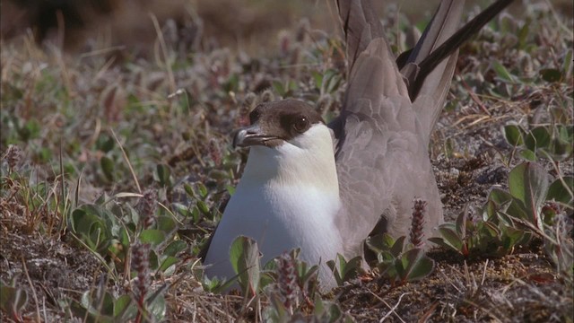 Long-tailed Jaeger - ML456222