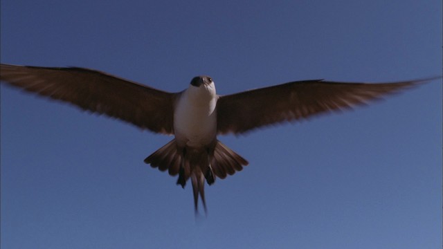Long-tailed Jaeger - ML456223