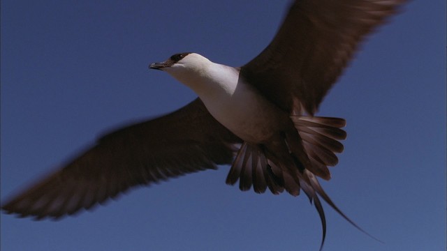 Long-tailed Jaeger - ML456225