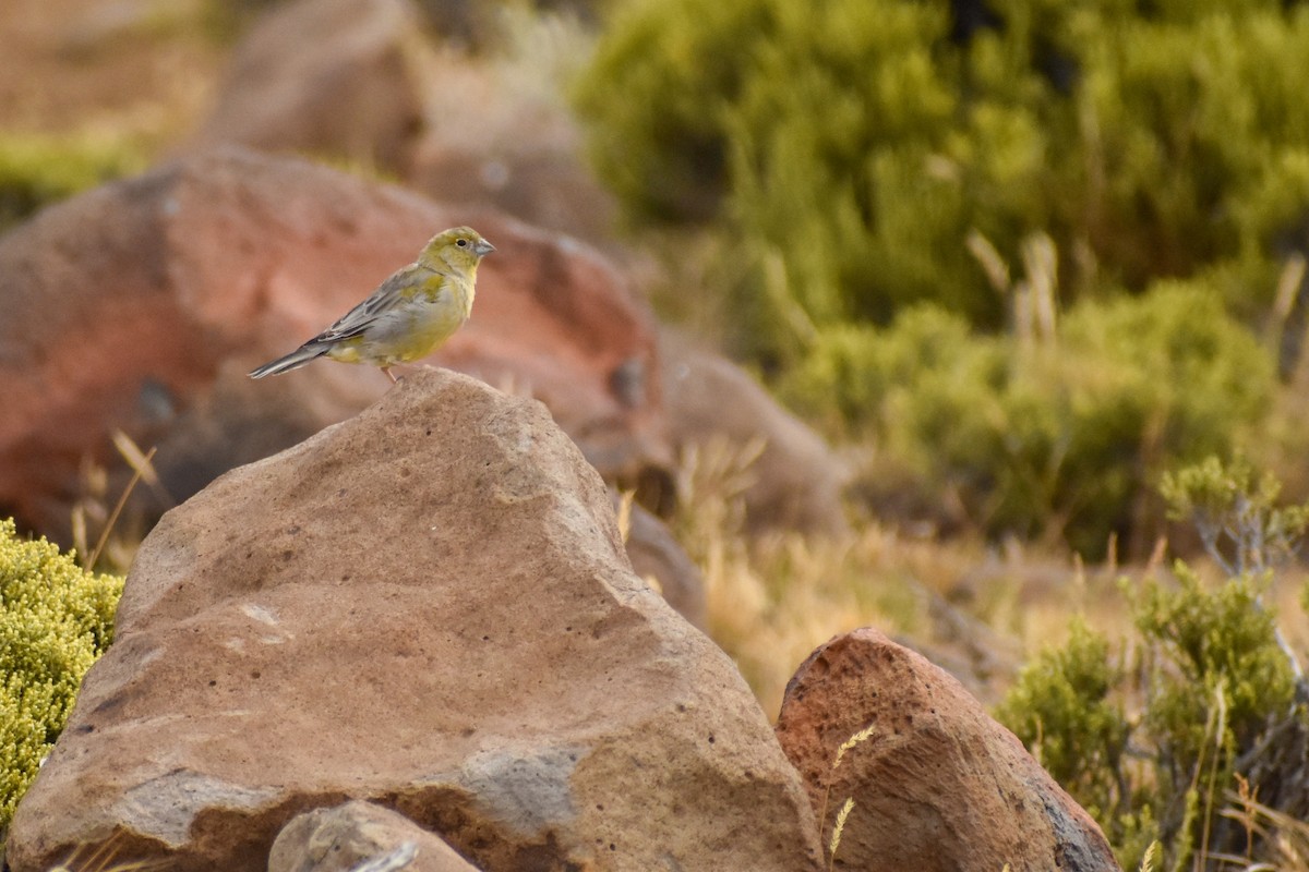 Patagonian Yellow-Finch - ML456225371