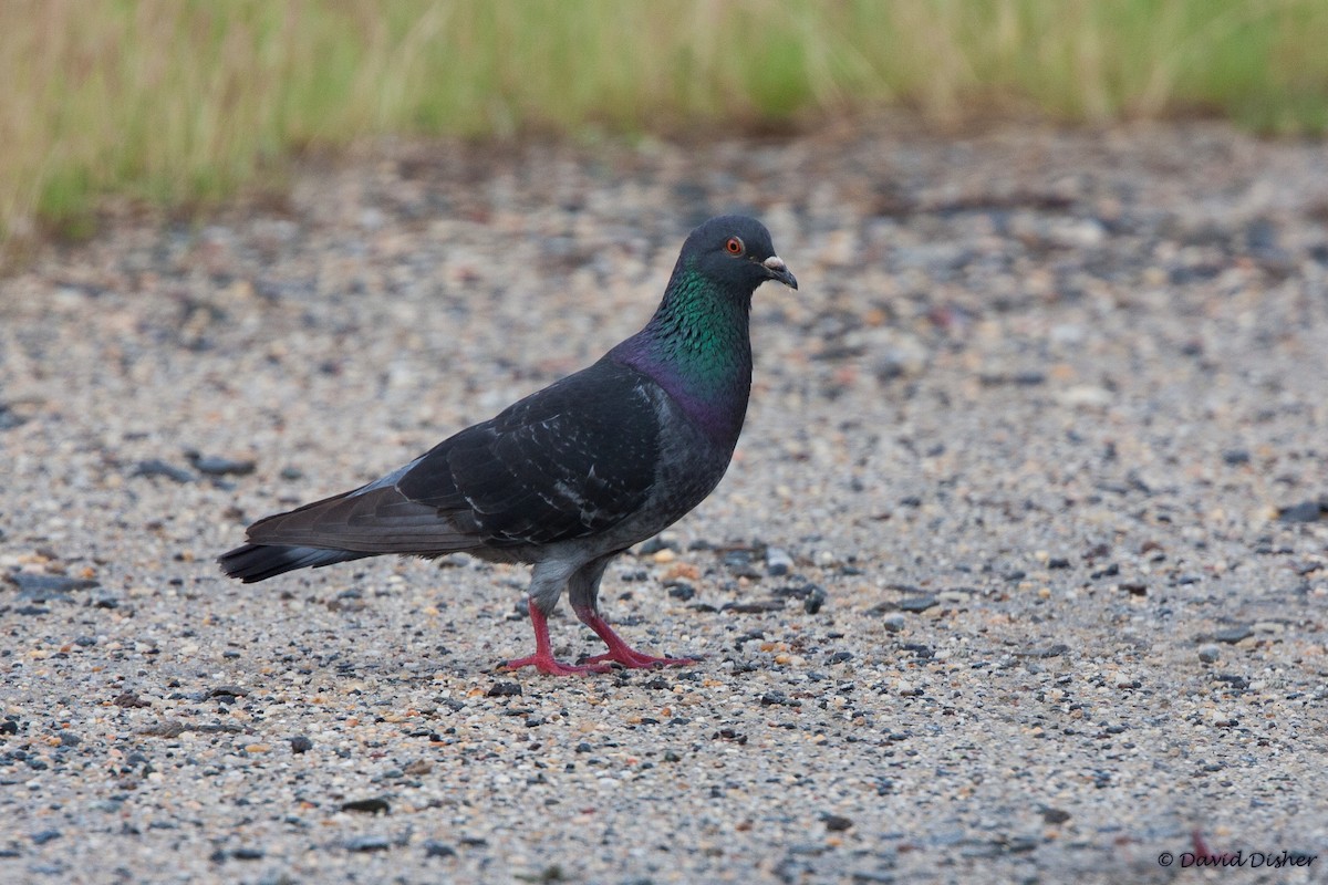 Rock Pigeon (Feral Pigeon) - ML45622681