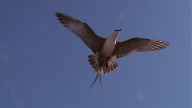  - Long-tailed Jaeger