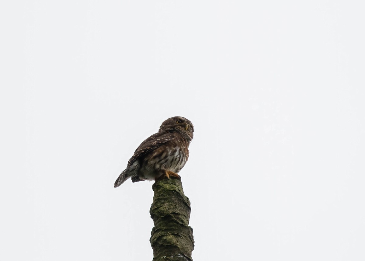 Andean Pygmy-Owl - ML456227411