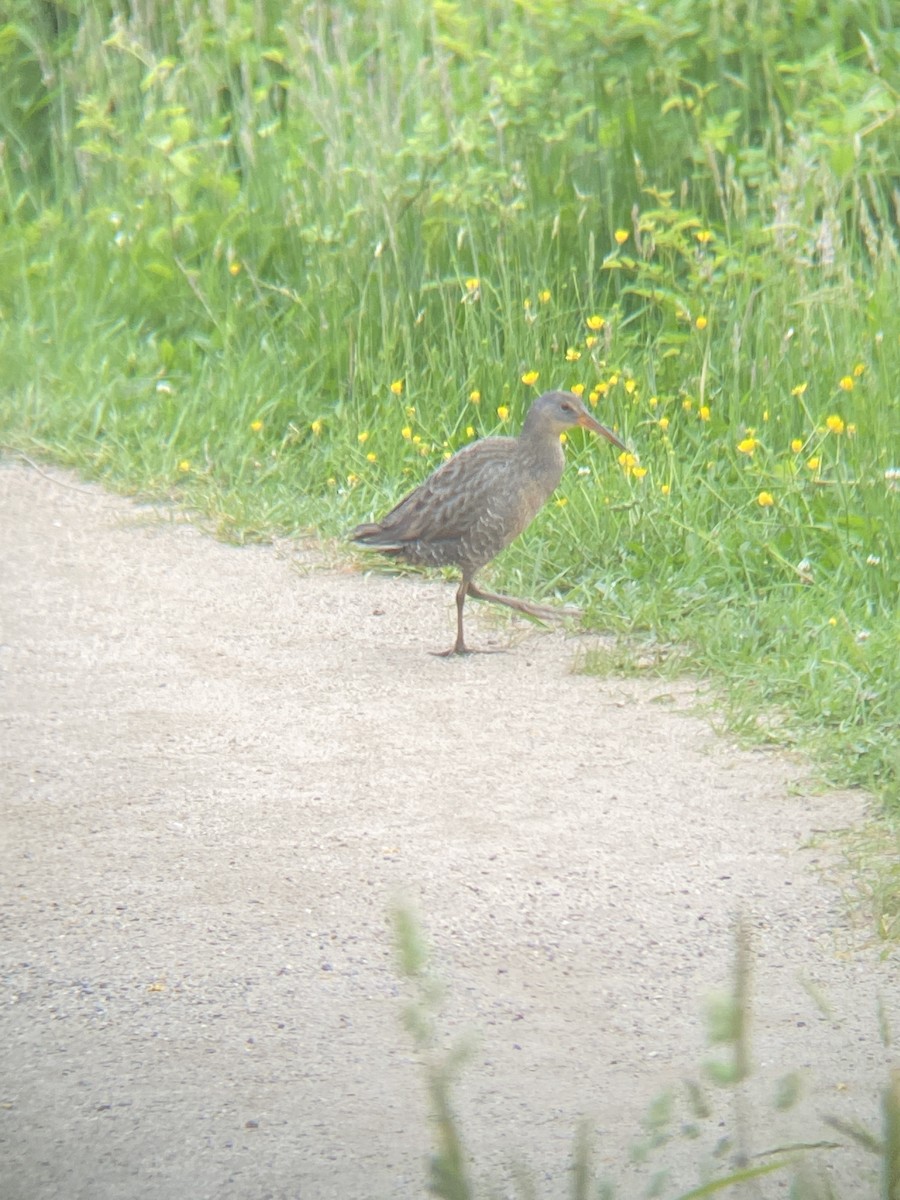 eBird Checklist 1 Jun 2022 Fort Hill, Eastham 25 species