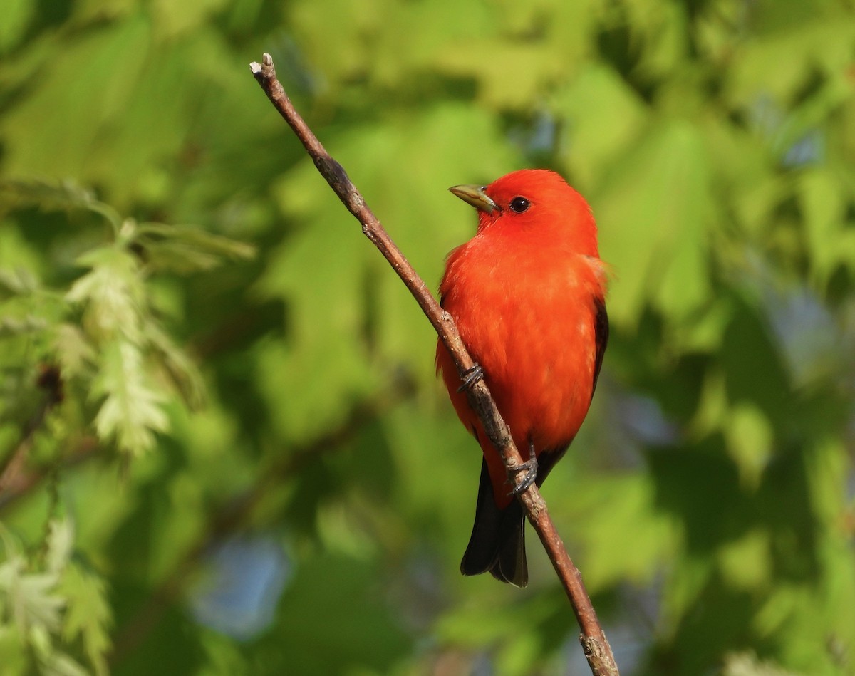 Scarlet Tanager - ML456243491