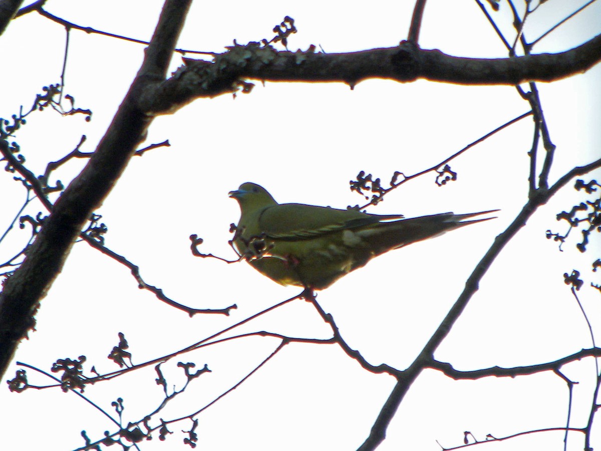 Pin-tailed Green-Pigeon - Nigel Voaden