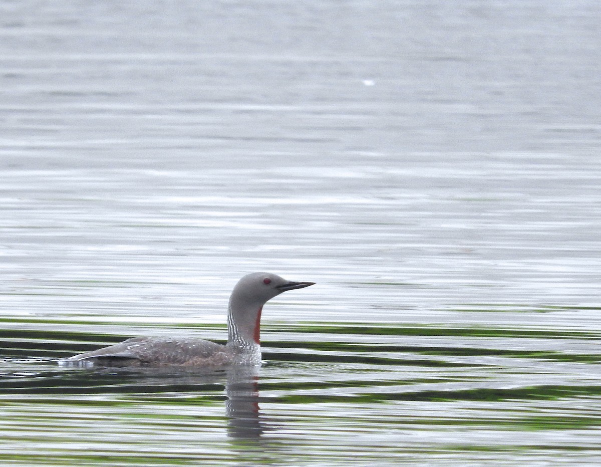 Red-throated Loon - Cole Gaerber
