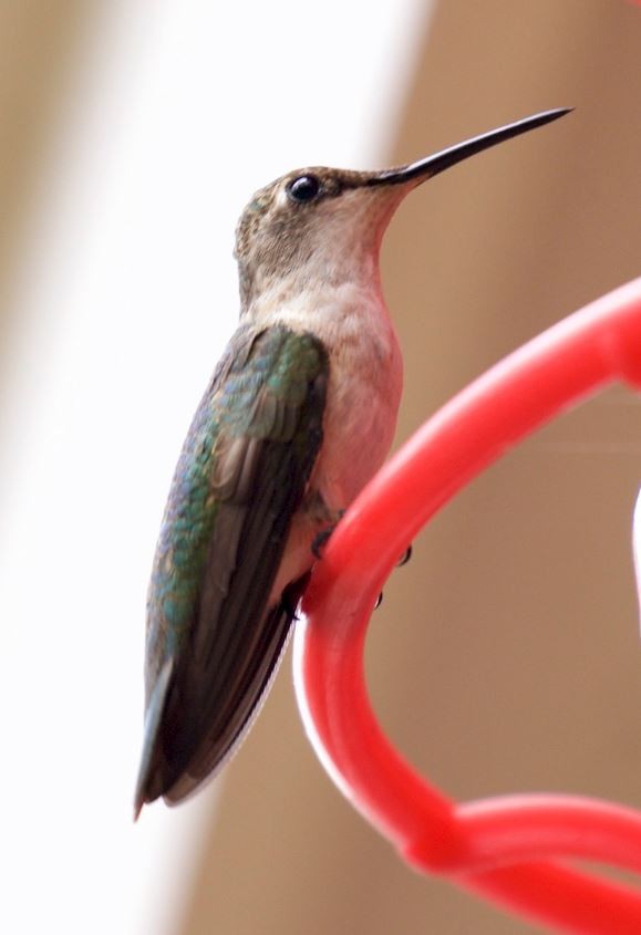 Black-chinned Hummingbird - Bonnie de Grood