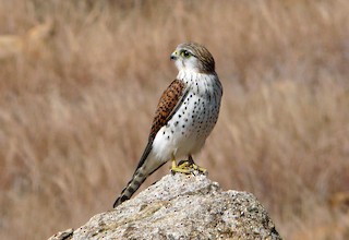 Malagasy Kestrel - Falco newtoni - Birds of the World