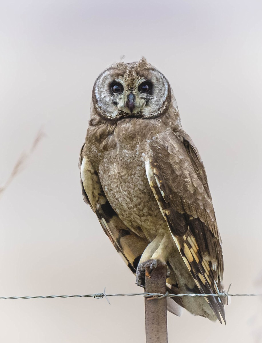 Marsh Owl - ML456270441