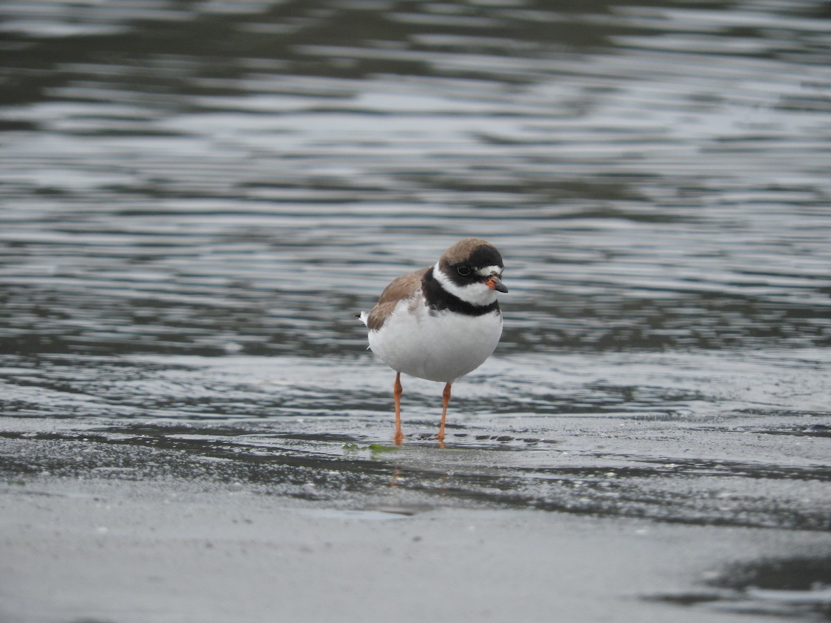 Semipalmated Plover - Cole Gaerber
